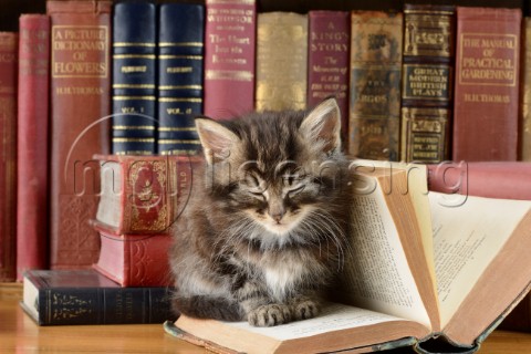 Cat and Book Variant 1