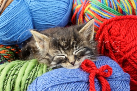 Wool Cat