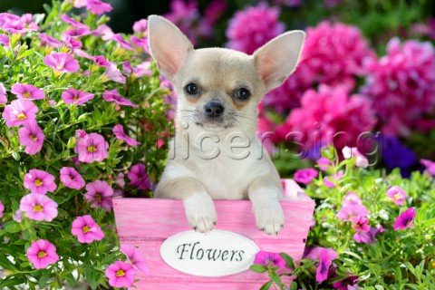 Flower Chihuahua