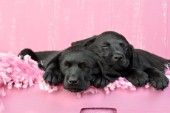 Sleeping Dogs Pink Background DP972