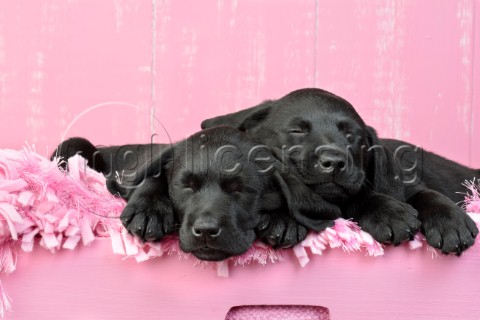 Sleeping Dogs Pink Background DP972