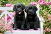 Black Dogs on White Bench DP1034