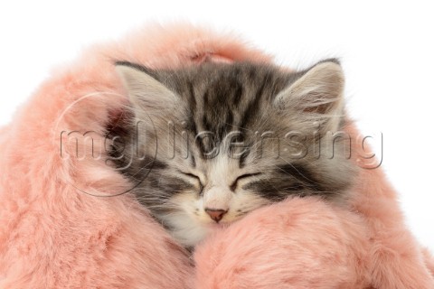Blanket Cat 2CK573jpg