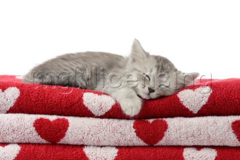Cat Sleeping on Towels CK562jpg