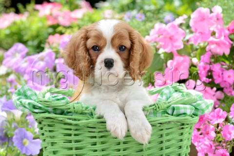 Dog in Green Basket DP1106jpg