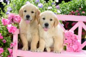 Two Golden Retriever Puppies