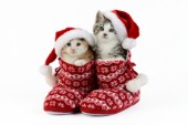 Two Christmas Kittens