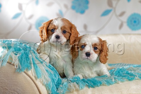 Two Cavalier Puppies