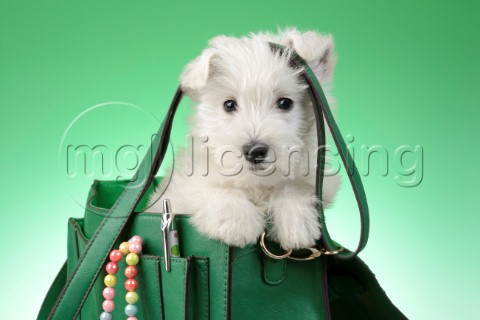 Westie in Handbag