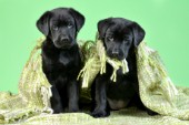 Two Black Labrador Puppies