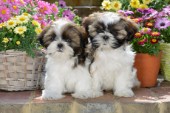 Two Shih Tzu Puppies