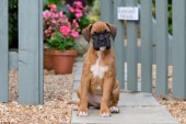 Boxer Dog by Gate