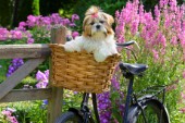 Shih Tzu in Bicycle Basket