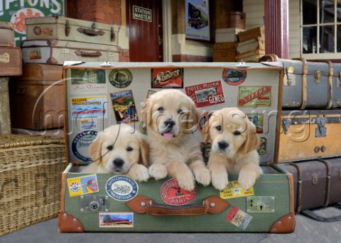 Travelling Retriever Puppies