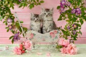 Two Kittens in Cart