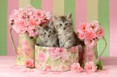 Two Kittens with Roses