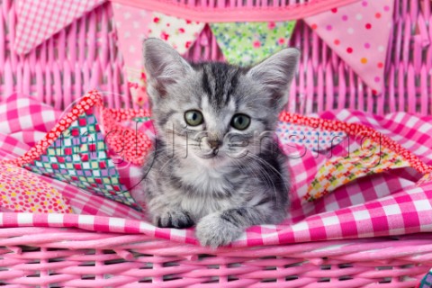 Silver Tabby Kitten