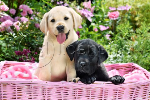 Two Labrador Puppies