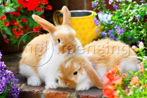 Two Bunnies