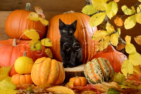 Halloween Kitten Variant 1CK704