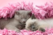 Two British Shorthair Cats Sleeping (Variant 1)CK703