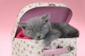 British Blue Kitten Sleeping In Vanity Case CK686