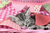 Sleeping Kitten CK690