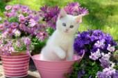 White Kitten In Garden Pot CK696