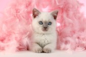 Colourpoint Kitten in Pink Feathers CK700