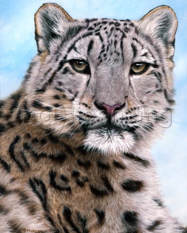 Adult Snow Leopard