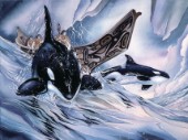In the company of orca (020)
