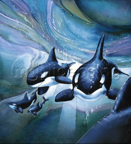Orca Experience variant 1