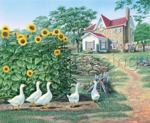 Garden path  geese and sunflowers