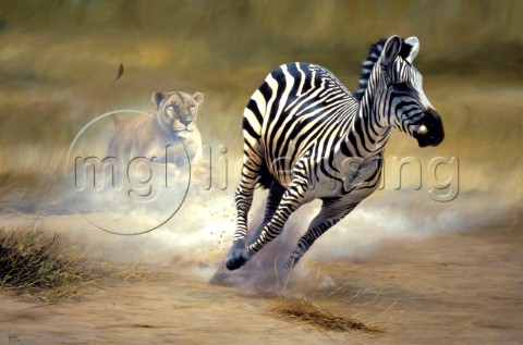 Lion stalking zebra
