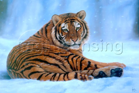 Siberian snow tiger