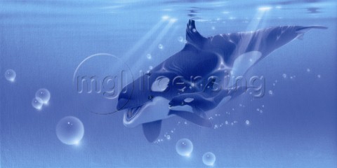 My Son 2Killer Whale