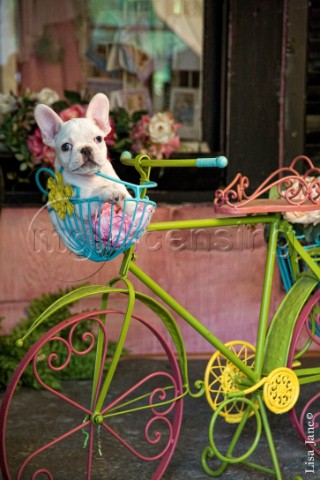 French bulldog in bike basket