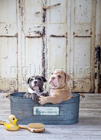 Two Dogs in Tub variant 1
