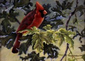 Summer cardinal (NPI 2604)