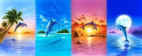 Dolphin collection