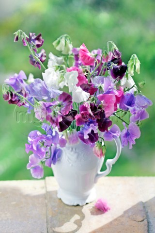 Purple Bloom in Porcelain F660