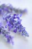 Purple Bloom F738