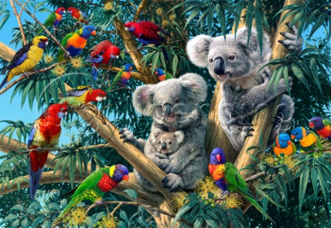 Koala Outback Variant 1
