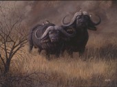 Dugga boys caped buffalo (NPI 961)