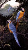 Macaws (NPI 969)