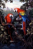 Macaws red (NPI 970)