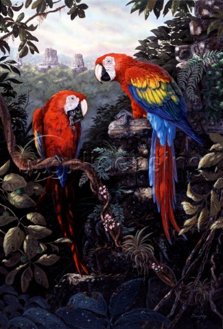 Macaws red NPI 970