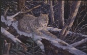 Snow moon lynx (NPI 977)