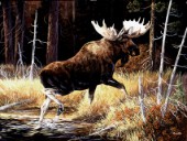 Moose (NPI 19039)