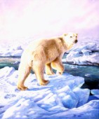 Polar bear (NPI 19040)